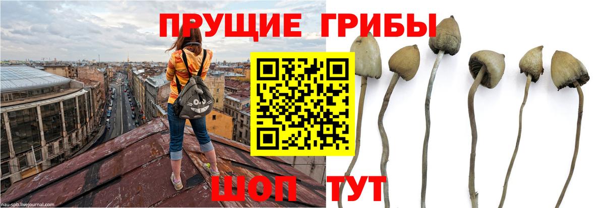 Псилоцибиновые грибы Psilocybine cubensis  Галлюциногенные грибы Cubensis  Саянск  Вход с VPN 